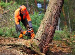 Youngsville, PA Tree Removal Company